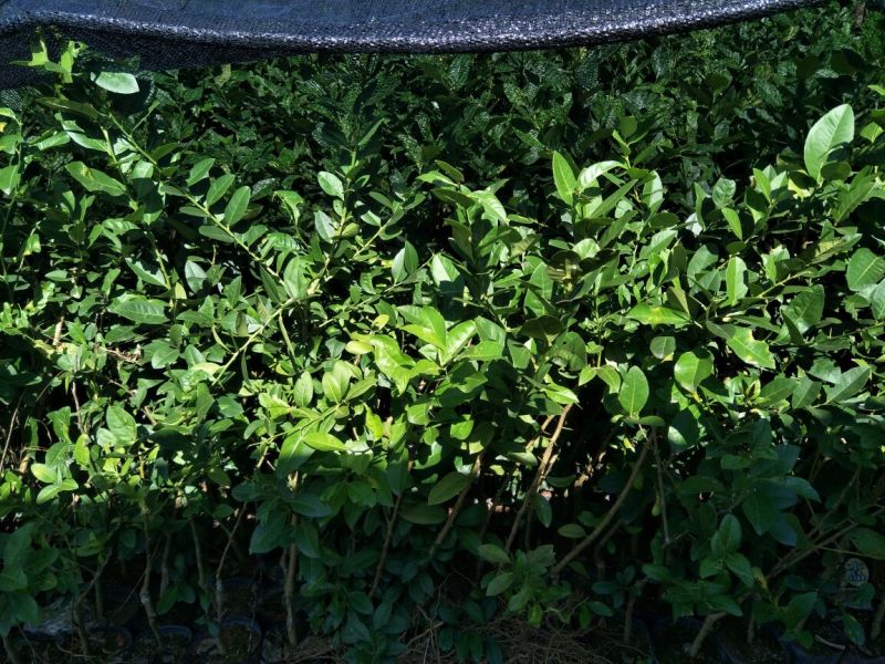 香水柠檬树苗50~80cm