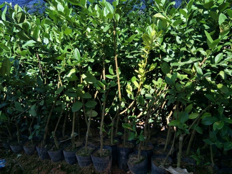 香水柠檬树苗50~80cm