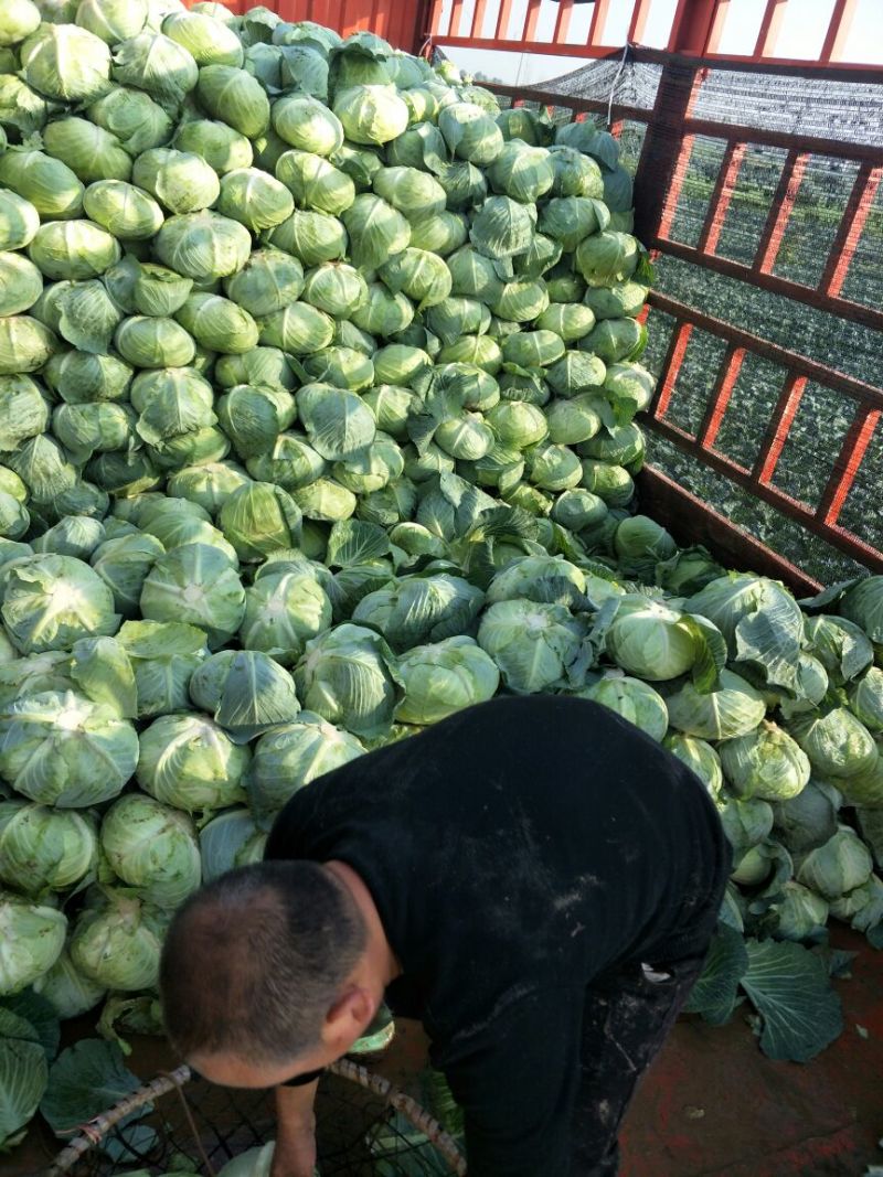 甘蓝扁包菜湖北嘉鱼县扁包菜量大从优基地供应