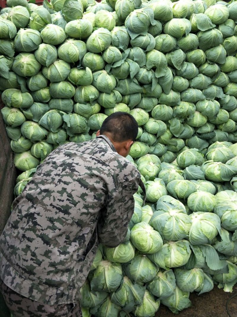 甘蓝扁包菜湖北嘉鱼县扁包菜量大从优基地供应