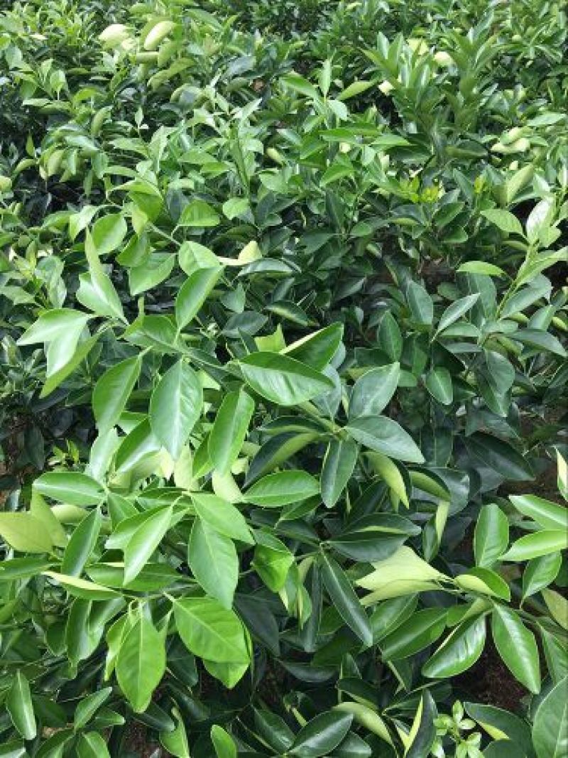 纽荷尔脐橙苗品种保证根系发达成活率高