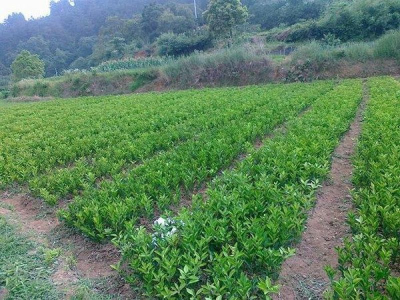 纽荷尔脐橙苗品种保证根系发达成活率高