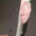 紫叶矮樱20~30cm2~4cm