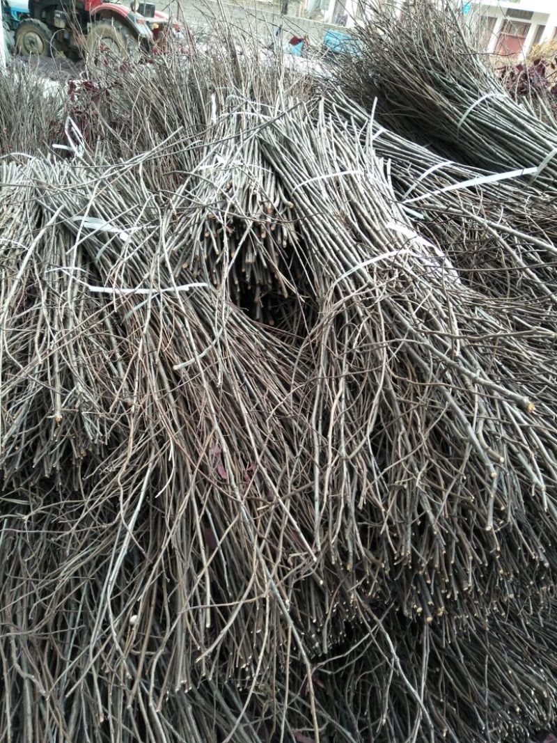 紫叶矮樱20~30cm2~4cm