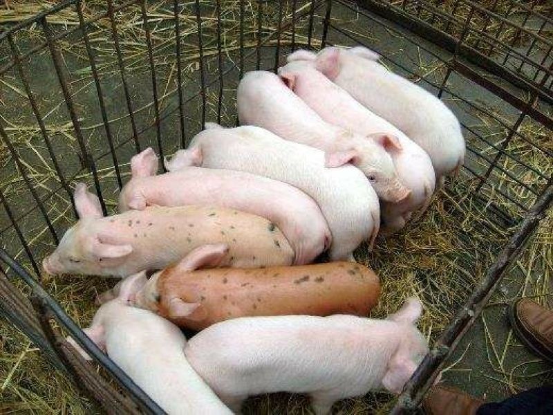 山东猪苗批发，三元仔猪，仔猪繁殖基地，防疫齐全，全国发货