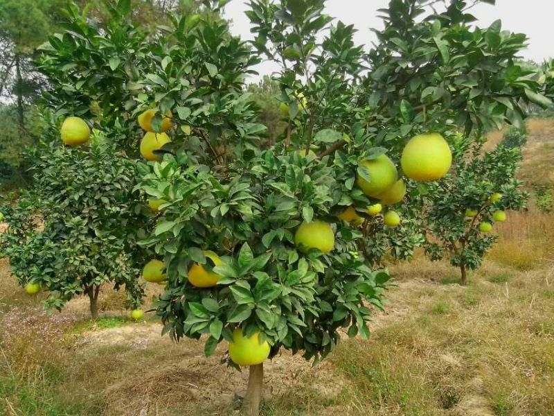 红心蜜柚苗红肉蜜柚苗当年嫁接苗保湿发货成活率高