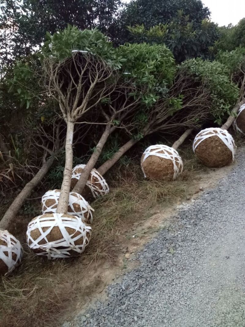 八月桂占地桂花，征地桂花工程苗木拆迁苗木