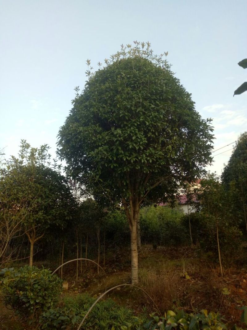 八月桂占地桂花，征地桂花工程苗木拆迁苗木