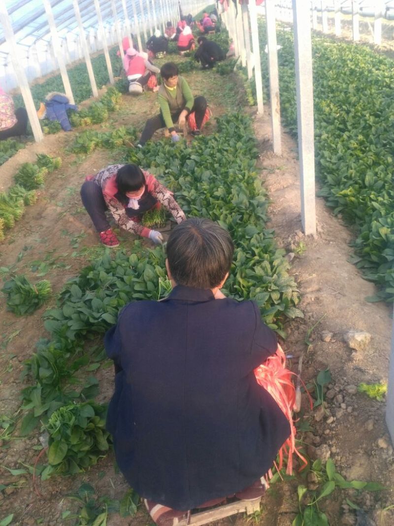 越冬菠菜25~30厘米