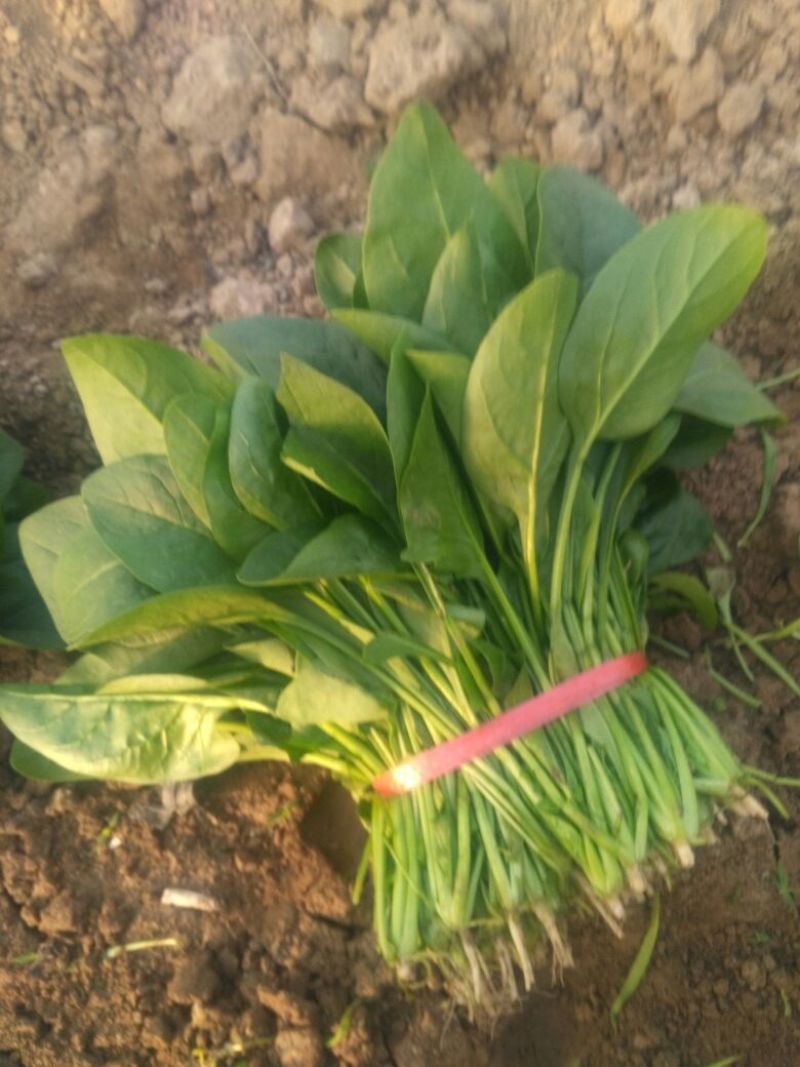 越冬菠菜25~30厘米
