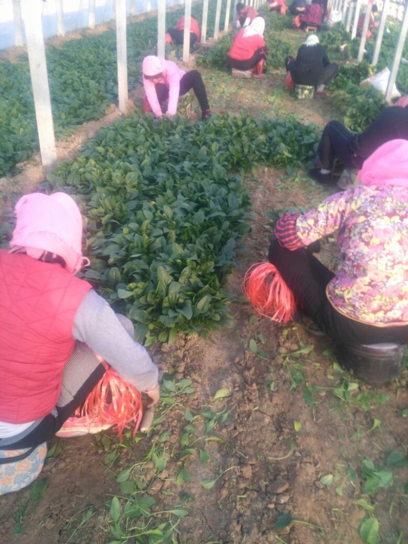 越冬菠菜25~30厘米