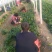 越冬菠菜25~30厘米