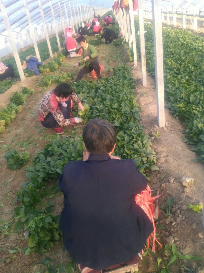 越冬菠菜25~30厘米