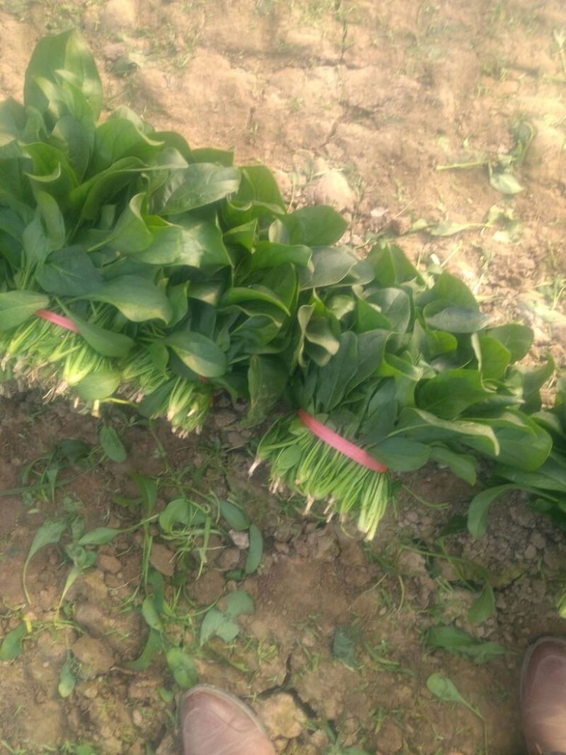 越冬菠菜25~30厘米