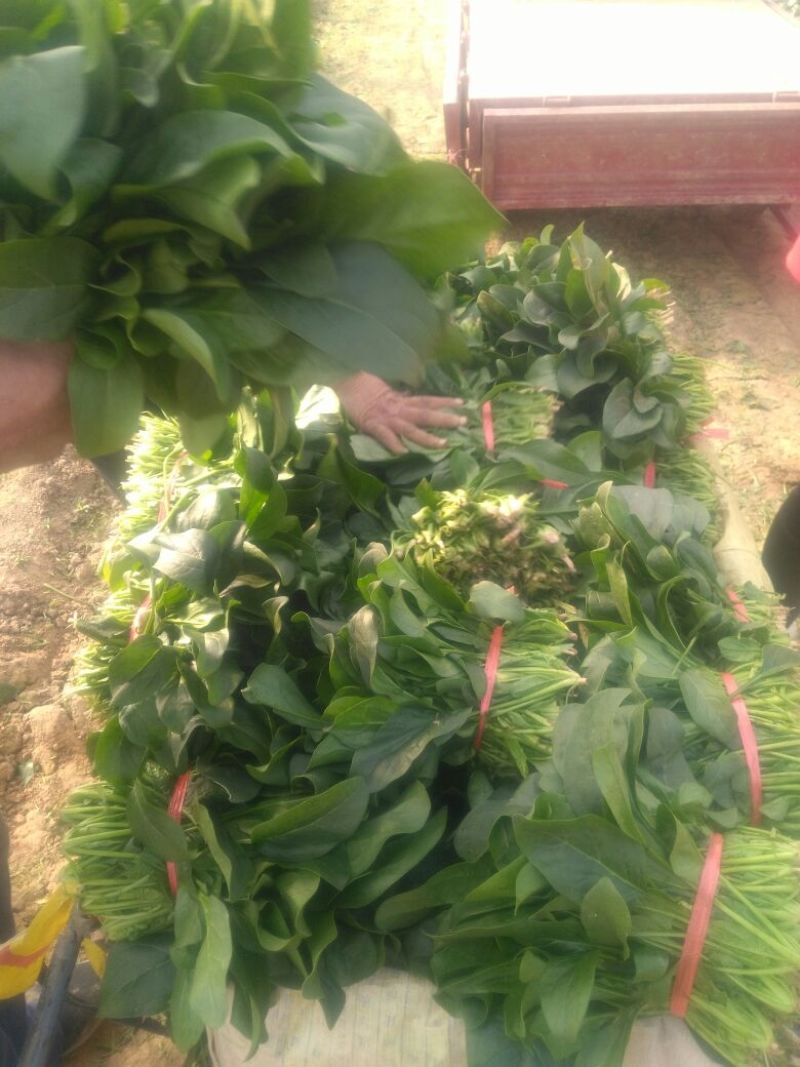 越冬菠菜25~30厘米