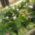 越冬菠菜25~30厘米
