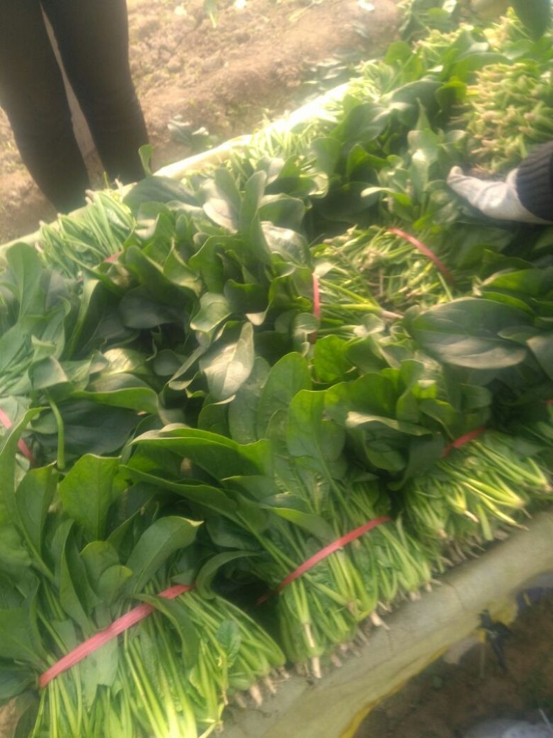 越冬菠菜25~30厘米