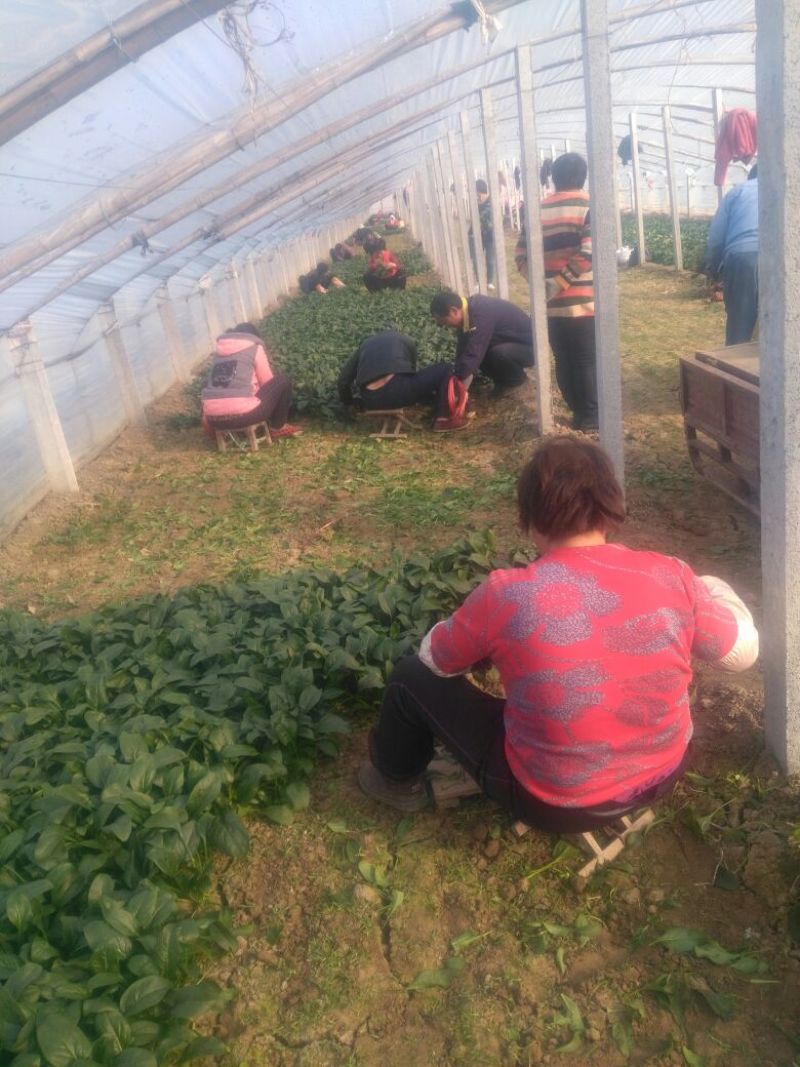越冬菠菜25~30厘米