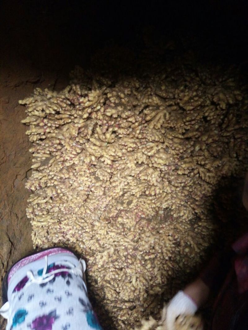 小黄姜窖姜2两以上带土