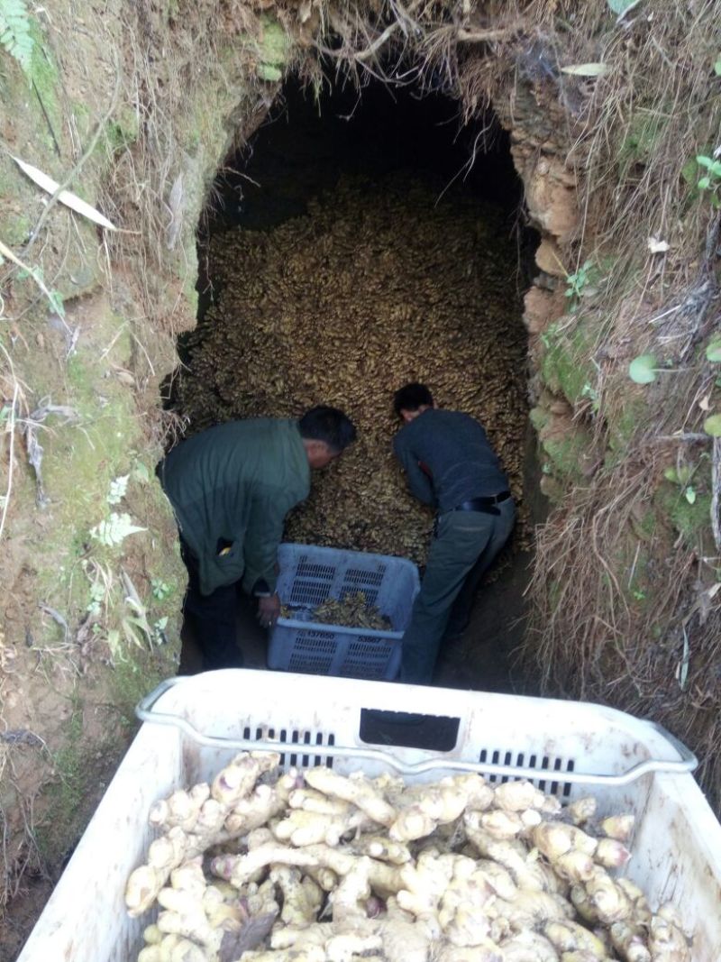 小黄姜窖姜2两以上带土
