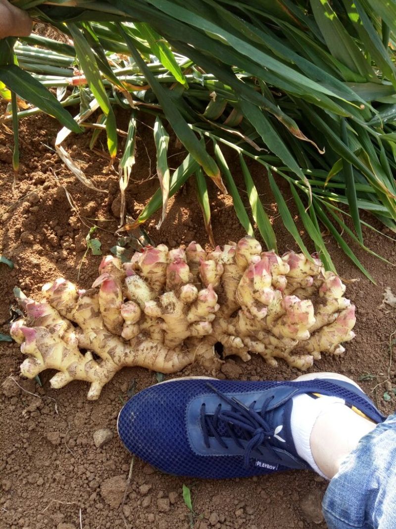 小黄姜窖姜2两以上带土