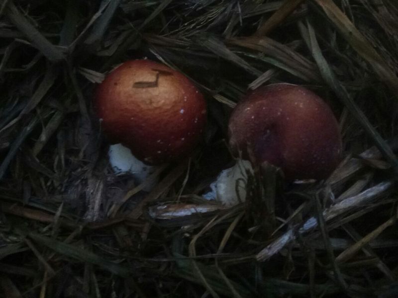 松茸特级5厘米以上