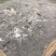河鲤鱼0.5~1公斤食用