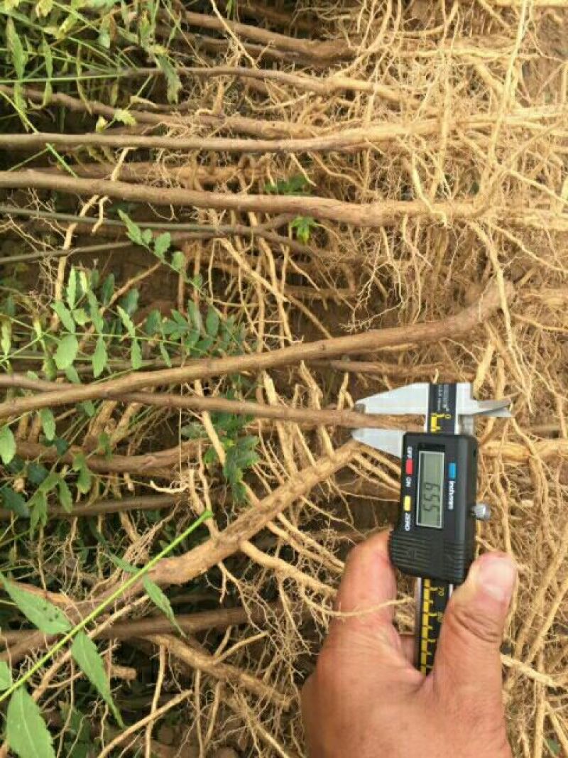 出售百万文冠果一年生苗