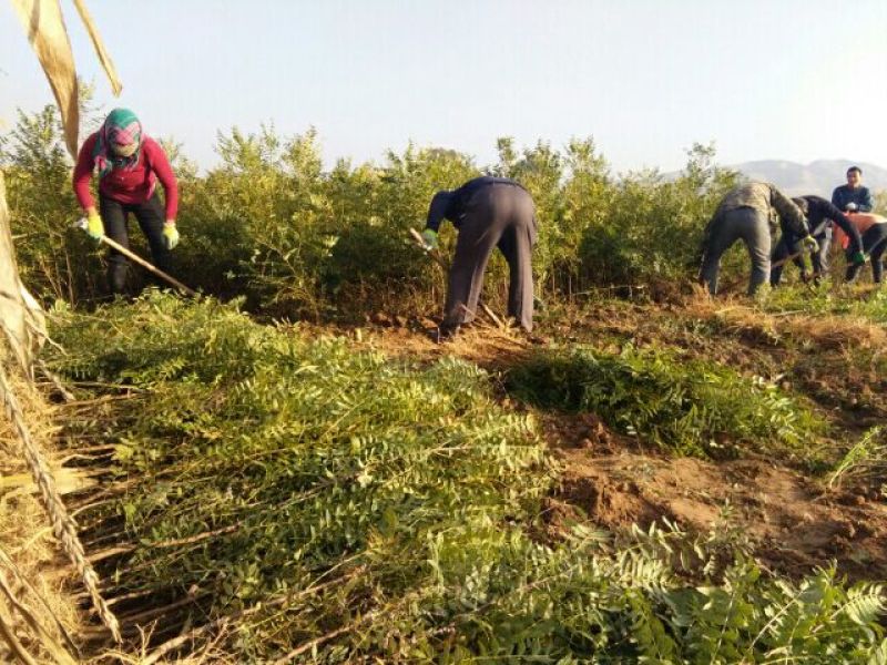 出售百万文冠果一年生苗