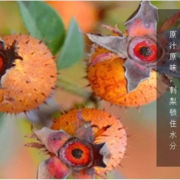 刺梨干