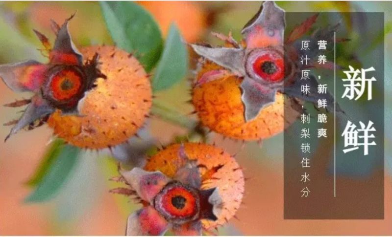 刺梨干