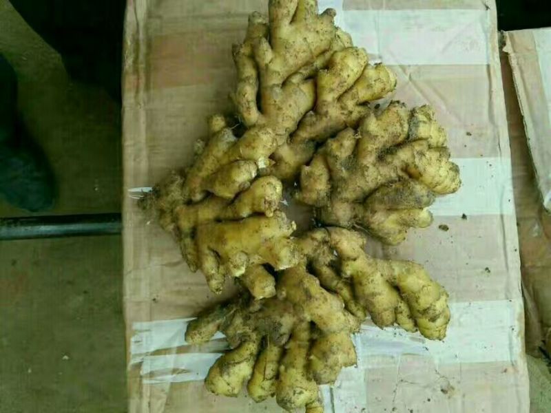 姜种精选大姜种子物流发货