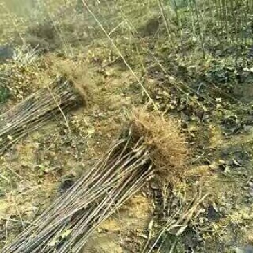 烟富六号苹果树苗100cm以上