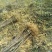 烟富六号苹果树苗100cm以上
