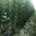 烟富六号苹果树苗100cm以上