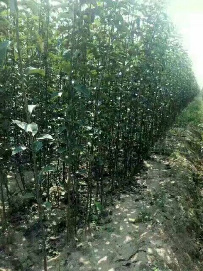 烟富六号苹果树苗100cm以上