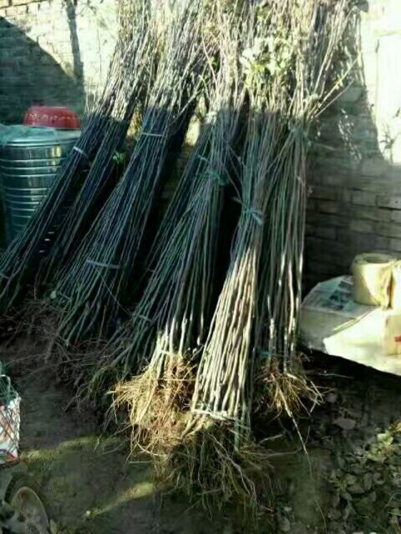 烟富六号苹果树苗100cm以上