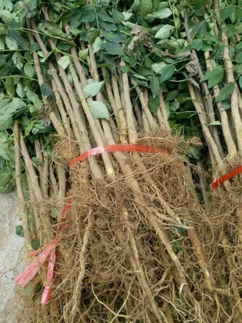 大红袍花椒苗1~2年苗当年结果九叶青花椒苗