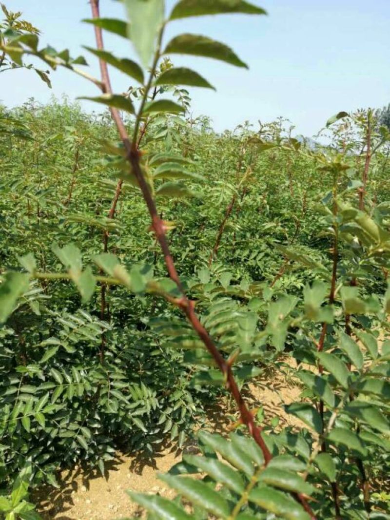 大红袍花椒苗1~2年苗当年结果九叶青花椒苗