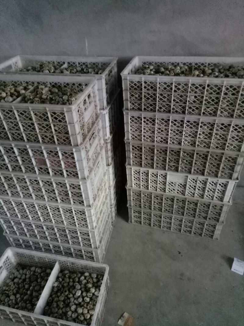 土鹌鹑蛋食用