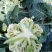 白花菜花散花2~3斤乳白