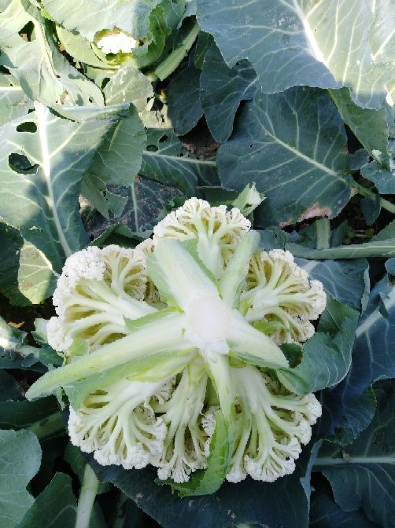 白花菜花散花2~3斤乳白