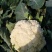 白花菜花散花2~3斤乳白