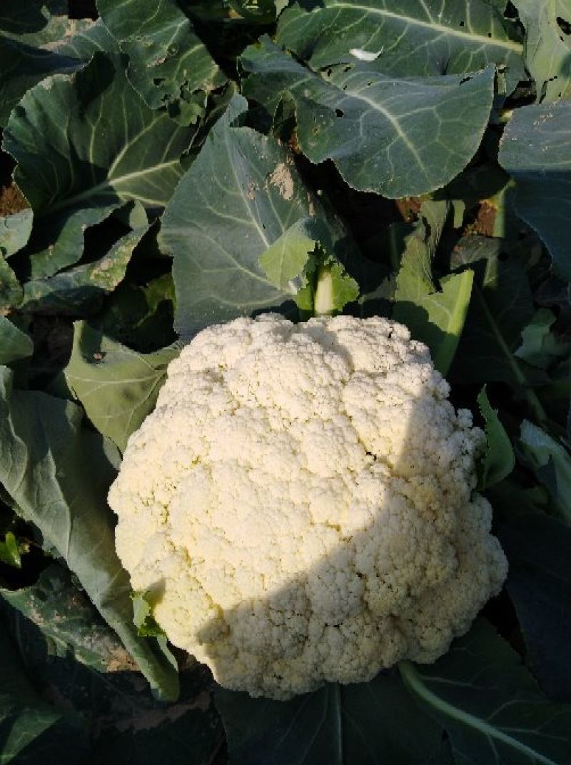 白花菜花散花2~3斤乳白