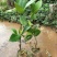 1号菠萝蜜苗植生树
