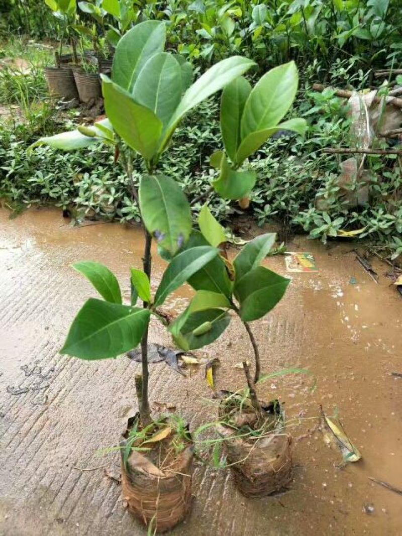 1号菠萝蜜苗植生树