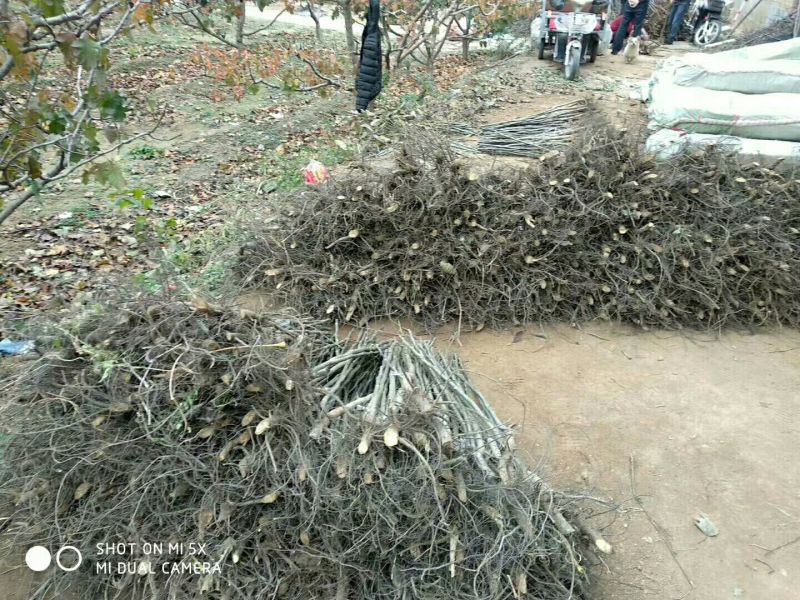 核桃苗50~100cm1~2年