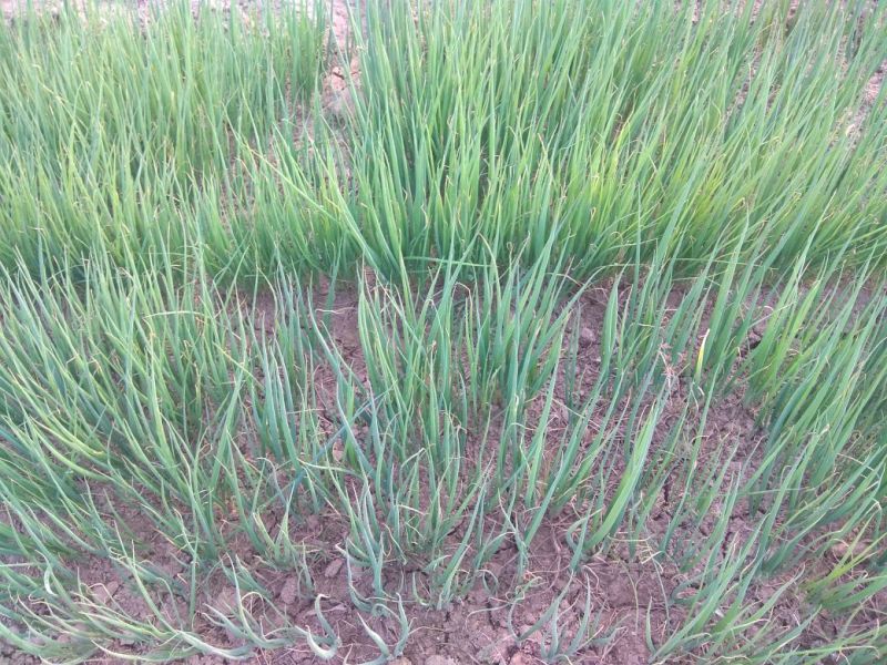 葱苗40cm，长白葱苗，刚葱苗，诚信经营