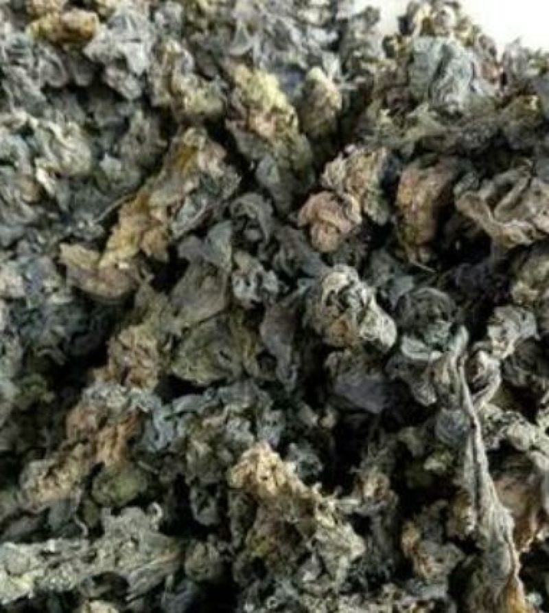 湖北免洗地达菜地衣地软地木耳干地皮菜种子无泥土无杂草