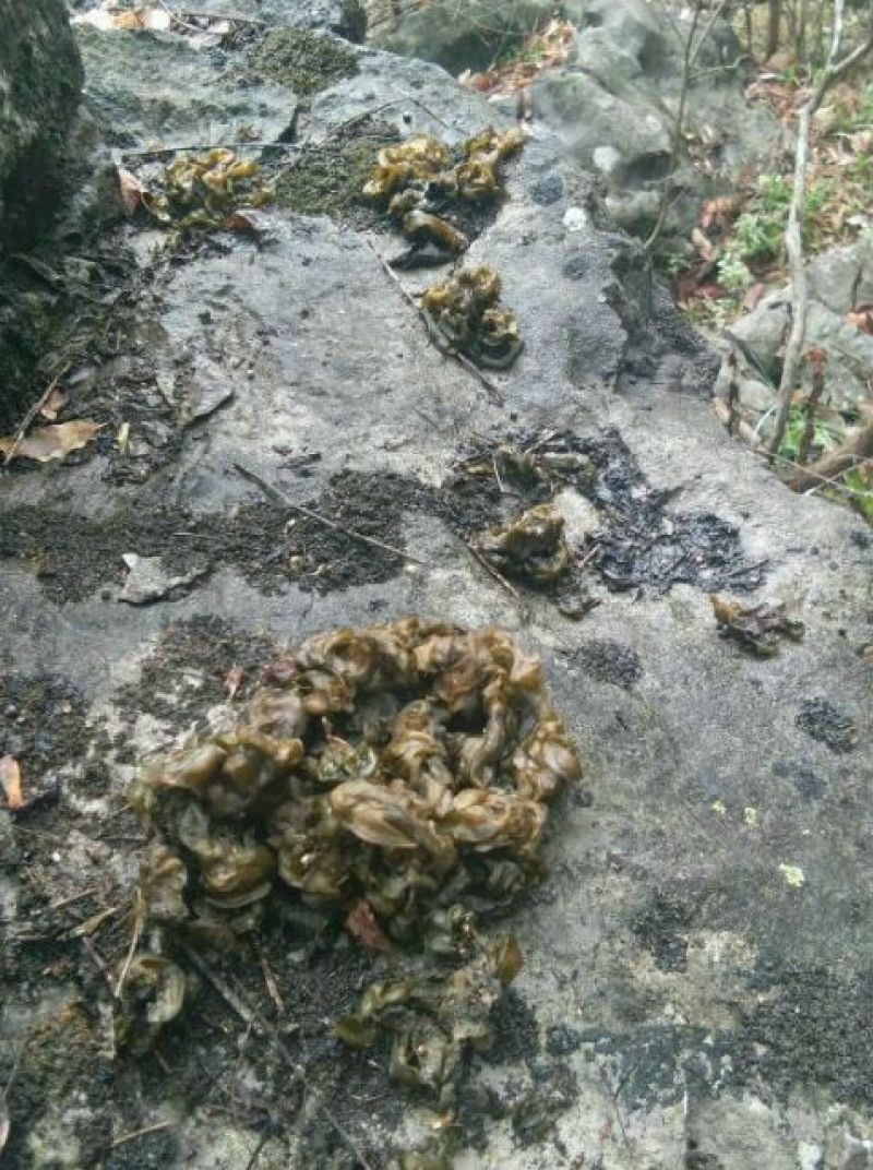 湖北免洗地达菜地衣地软地木耳干地皮菜种子无泥土无杂草
